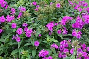 PHLOX PAN FLAME PURPLE #1