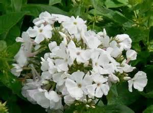 PHLOX PAN FLAME WHITE #1