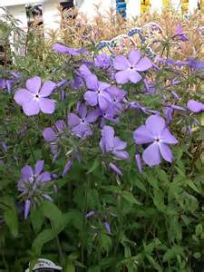 PHLOX DIV BLUE MOON #1