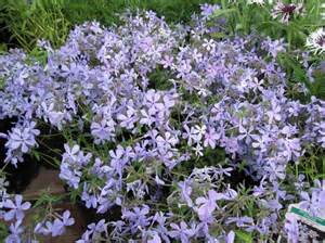PHLOX DIV WOODLAND PHLOX #1