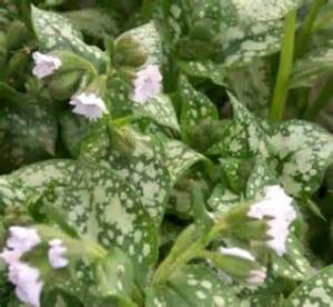 PULMONARIA MOONSHINE #1/7"