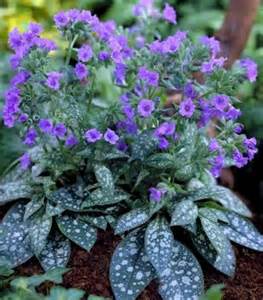 PULMONARIA TREVI FOUNT #1/7"