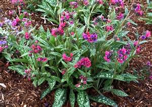 PULMONARIA RASPBERRY SPLASH#1/7"