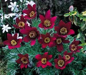 PULSATILLA VUL RUBRA #1