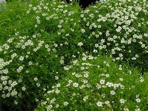 SAGIN SUB IRISH MOSS 4"/10T