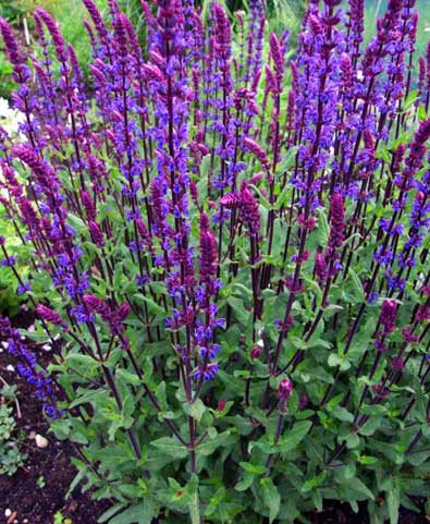 SALVIA NEM CARADONNA #1