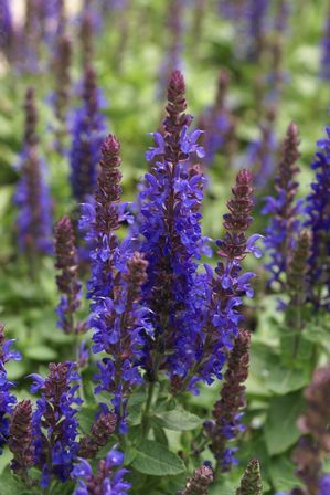SALVIA NEM SENSATION DEEP BLUE#1