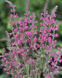 SALVIA NEM SENSATION DEEP ROSE#1
