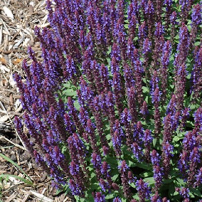 SALVIA NEM SENSATION SKY BLUE #1