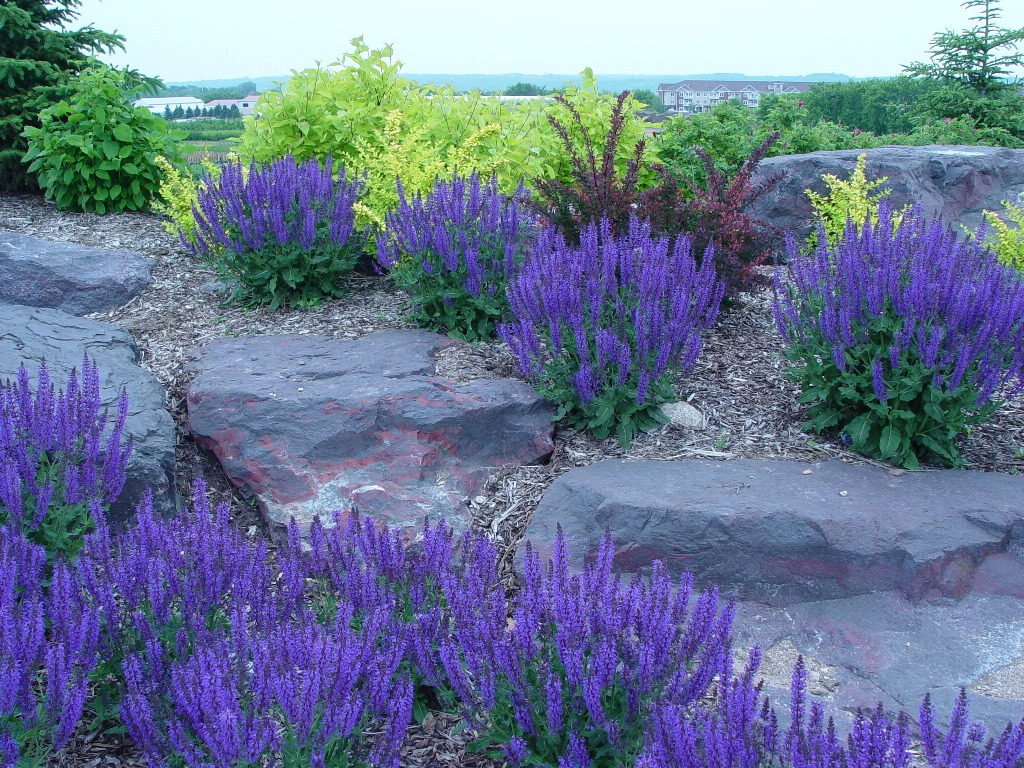 SALVIA NEM MAY NIGHT #1