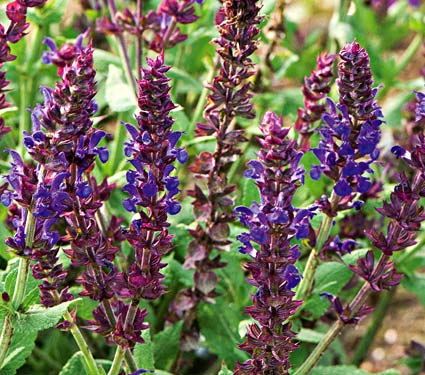 SALVIA LYRICAL BLUES #1
