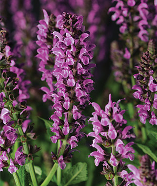 SALVIA LYRICAL ROSE #1