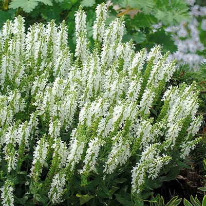 SALVIA LYRICAL WHITE #1