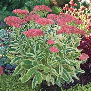 SEDUM TEL AUTUMN CHARM #1