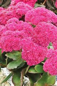 SEDUM BIRTHDAY PARTY #1