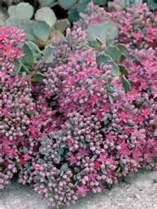 SEDUM CAUTICOLA LIDAKENSE #1