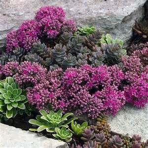 SEDUM CAUTICOLA MINI EWERSII #1