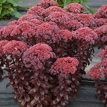 SEDUM DARK MAGIC #1
