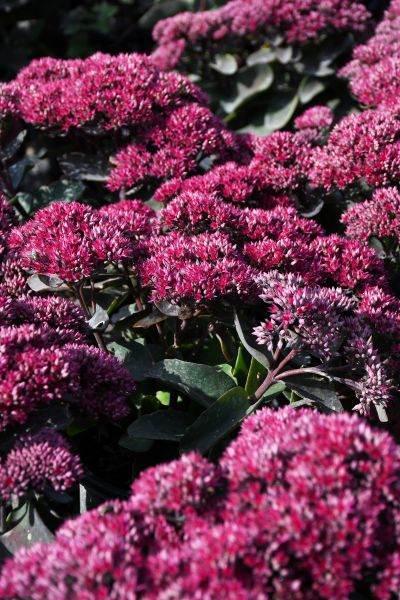 SEDUM DYNOMITE #1