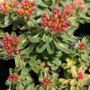 SEDUM KAM VARIEGATUM #1