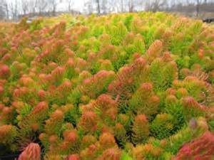 SEDUM RUP ANGELINA #1