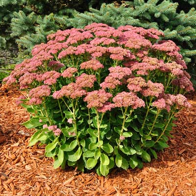 SEDUM SPE AUTUMN JOY #1