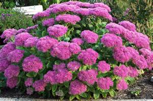 SEDUM SPE NEON #1
