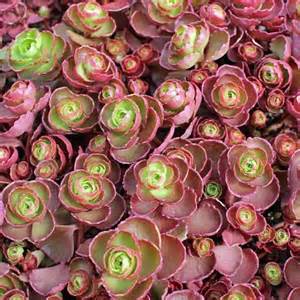 SEDUM SPU FIREGLOW 2.25"/24T