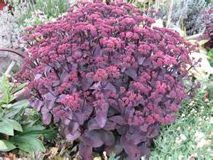 SEDUM SPU SPOT ON DEEP ROSE #1