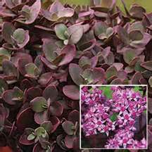 SEDUM SNSPRKL ANGELINAS TEACUP#1