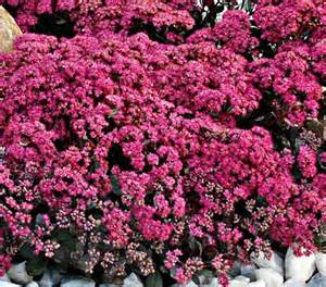 SEDUM SNSPRKL DAZZLEBERRY #1