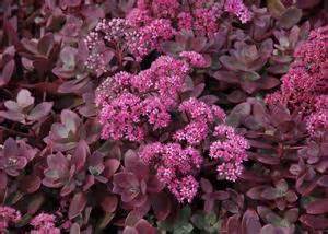 SEDUM SNSPRKL FIRECRACKER #1