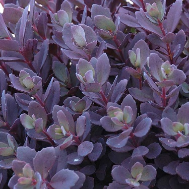 SEDUM SNSPRKL PLUM DAZZLED#1