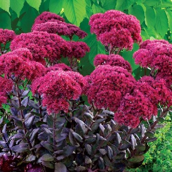 SEDUM THUNDERHEAD #1