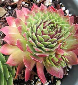SEMP CARMEN 4"/10T HENS & CHICKS