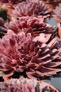 SEMP ROYAL RUBY 4"/10T HENS&CHIC