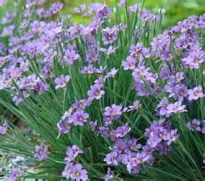SISYRINCHIUM ANG LUCERNE #1