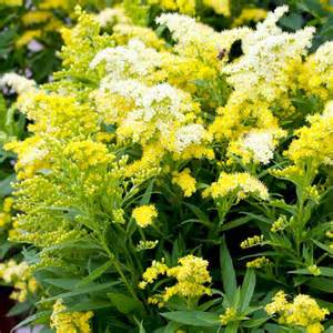 SOLIDAGO LITTLE LEMON #1
