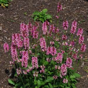 STACHY OFF PINK COTTON CANDY #1