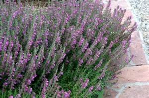 TEUCRIUM CHAM GERMANDER #1