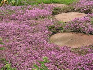 THYM PRA PURPLE CARPET 2.25"/24T