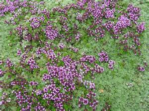 THYMUS PSE WOOLY THYME 4"/10T