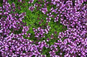 THYMUS SER PINK CHINTZ 10CELL/4"