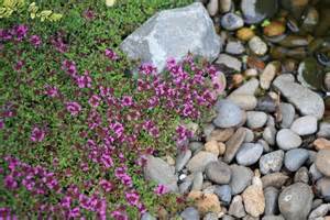 THYMU COC RED CREEPING 2.25"/24T