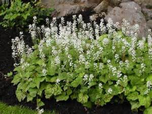 TIARELLA RUNNING TAPESTRY #1