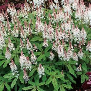 TIARELLA SPRING SYMPHONY #1