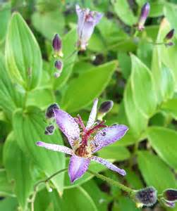 TRICY FOR SAMURAI TOAD LILY #1