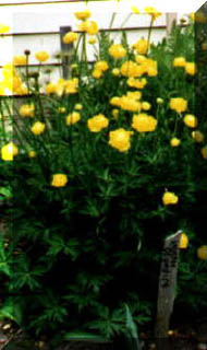 TROLLIUS CHI GOLDEN QUEEN #1
