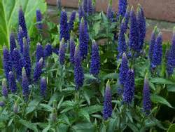 VERONICA X FIRST GLORY #1
