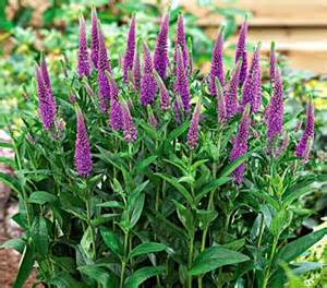VERONICA X PURPLEICIOUS #1